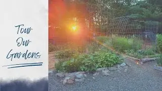 See What's Growing :: July 4th Garden Tour 2022!