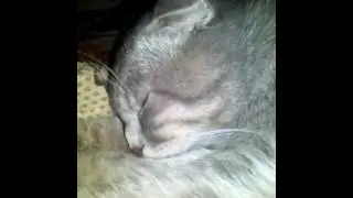 Кот разговаривает
