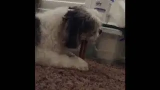 Charlie's Only Friend part 2; Frenemies