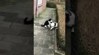 MOST BRUTAL CATFIGHT OF THE YEAR OF THE CENTURY