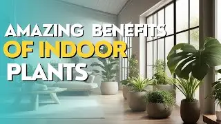 The Healing Power of Indoor Plants: Boosting Mental Well-being