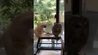 parrot and owl interaction