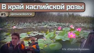 «В край 