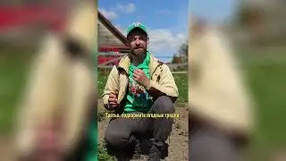 Удобрение комплексное жидкое Белвито для клубники, 470 мл.
