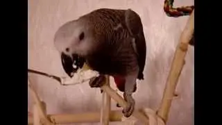 African grey parrot, papagei, żako, Жако Кима