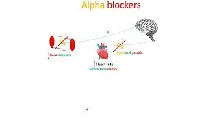 Actions of alpha blockers - in Arabic