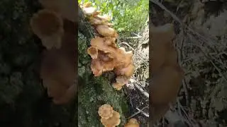 Опята в августе