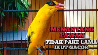 MENANTANG LAWAN....Kicau suara kepodang emas gacor ini AMPUH BUAT PANCINGAN KEPODANG AGAR BUNYI