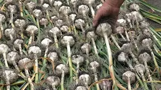 July, haymaking, vegetable garden, MT 110 revision 2025