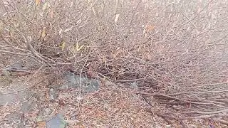 Бейнеу де жаман болды 😲😱🥵