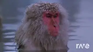 Then Ill Stay In Focus Monkey