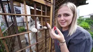 Домашние животные ШИНШИЛЛЫ И ХАСКИ