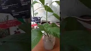 Рассада перца или помидор перерасла.Срежте макушку .