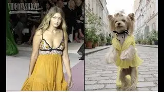Puppy Style: Little Lola Sunshine