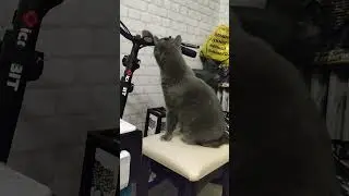 кошка и самокат #cat