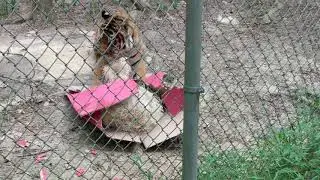 Cats and Boxes 2