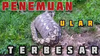 Penemuan Ular Terbesar