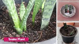 EPISODE 33 HOW TO GROW SNAKE PLANT WITH LEAF CUTTING BY SOIL PROPAGATION
