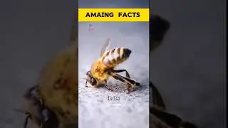Why Honey Bees Die After a Sting You| #honeybee