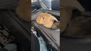 Get Ready for a Day Out with Bunnies!🐰⭐️