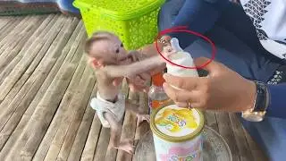 Hungry Baby DORN Can’t Wait for Mom to Prepare His Milk Bottle