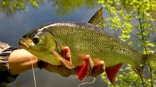 Язь Озеро. Русская рыбалка 3.7.5