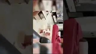 #animals
