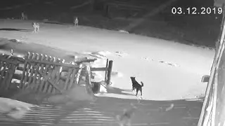 Шесть волков загрызли двух собак 📹 TV29.RU (Нёнокса)