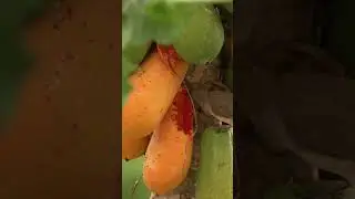 Is papaya high in sugar?#shorts #doctor #food #fruit