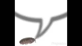 Pillbug HL1 Shotgun