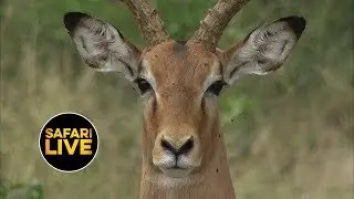 safariLIVE