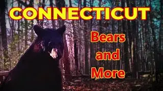 Bears, Bobcat and Coyotes from our Connecticut Cameras #connecticut