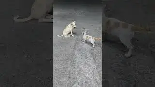 #dog #cat mini cat and dog just funny fighting