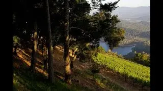 Cakebread Cellars - Dancing Bear Ranch