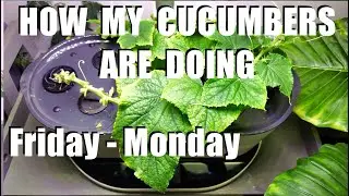 MON FRI QUICK RESULTS NUTRIENT REPLACEMENT
