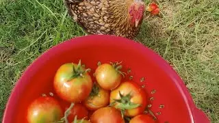 Tomatoes Harvest from my garden #shorts #gardening #harvest #yummy #summer