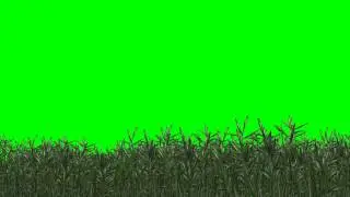 bamboo grass in the wind -  green screen effects - free use