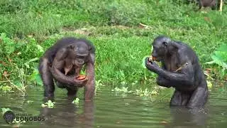 Bonobos wading, eating, gathering food at Lola ya Bonobo Sanctuary