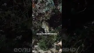 #cat