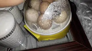 7 li kuluçka makinesinden çıkınlar başladı