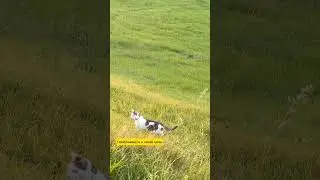 06.08.24г🌹Охота не удалась!!!