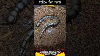 Scolopendra morsitans #parenting #schoolpendra #centipedeslair