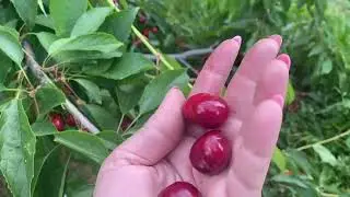 Черешня 🍒 Прогулянка по саду 3.06.2024.