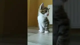 kitten #catfamily #lovely #funny