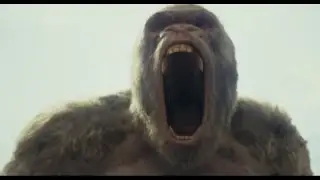 The gorilla was angry