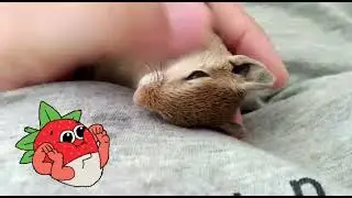 my friend like massage #viralnature #innocent