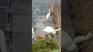 White swan and heron, Белый лебедь и цапля 