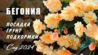 Бегония посадка и уход. Грунт, подкормки, защита от болезней на ранней стадии развития