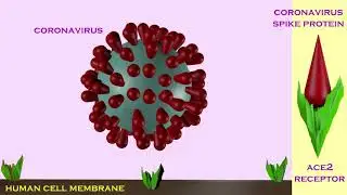 ACE2 is the coronavirus receptor