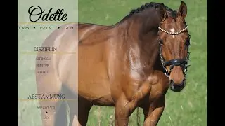 SOLD: ***Odette*** ***Pferdehandlung Dederichs***